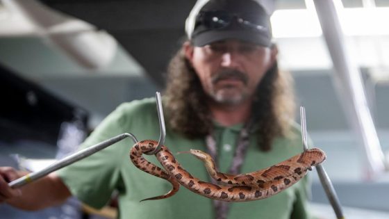 Everything to know about venomous snakes in Memphis from ‘The Reptile Guy’ – MASHAHER