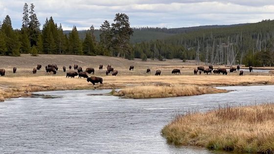 Bison gores South Carolina woman who got too close while visiting Yellowstone, NPS says – MASHAHER