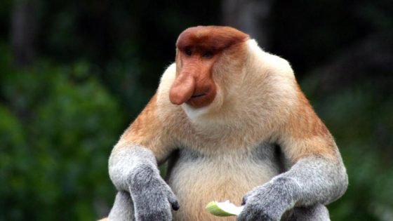 Research reveals big nosy monkey's real animal appeal – MASHAHER