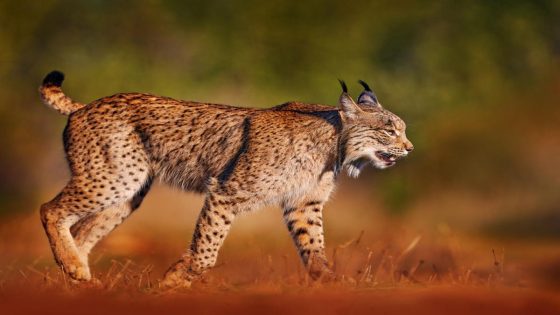 ‘Greatest recovery of a cat species ever achieved through conservation’ – MASHAHER