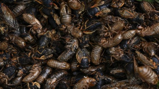 Illinois is hit with cicada chaos. This is what it’s like to see, hear and feel billions of bugs – MASHAHER