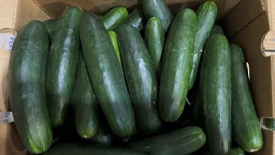 More than 160 sickened in salmonella outbreak potentially linked to recalled cucumbers – MASHAHER