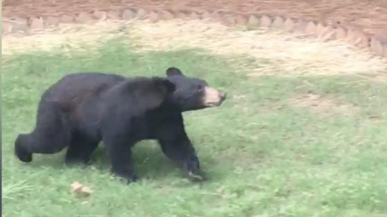 Bear pictured in Charlotte neighborhood prompts alert. ‘All neighbors, be aware.’ – MASHAHER