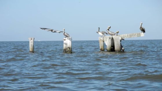 California’s pelicans are starving and scientists may know why – MASHAHER