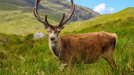 Celebrity stag put down after hikers feed him croissants – MASHAHER