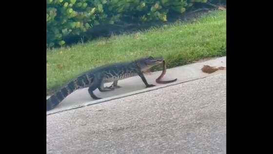 Gator strolls through Florida beach town ‘casually eating a snake’ – MASHAHER