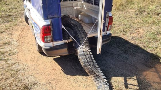 A crocodile was terrorizing this Australian town. So residents cooked and ate it – MASHAHER