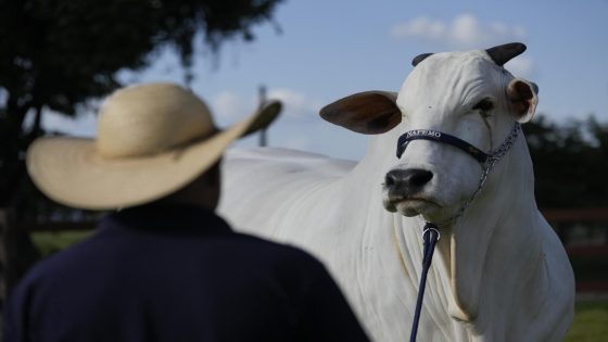 She’s the world’s most expensive cow, and part of Brazil’s plan to put beef on everyone’s plate – MASHAHER