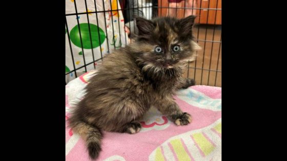 ‘A unicorn’ of a cat discovered at Oregon shelter. Find out why the kitten is so rare – MASHAHER