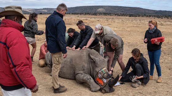 Scientists Implant Radioactive Material Into Horn of Living Rhinoceros to Poison Anyone Who Consumes It – MASHAHER