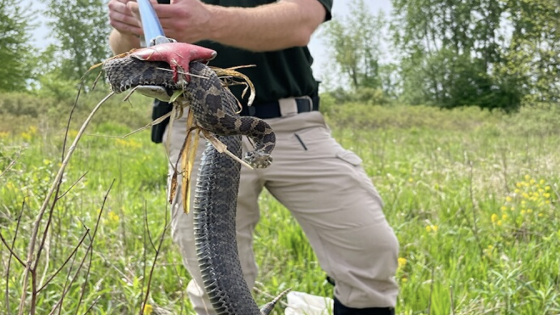 Rare “highly toxic” viper found in Ohio – MASHAHER