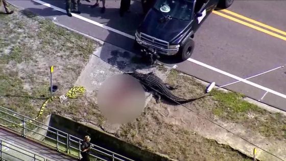 Bodycam footage shows aftermath of deadly Largo gator attack – MASHAHER