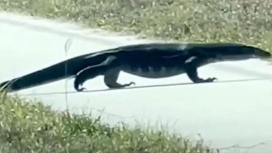 Invasive, 5-foot-long lizard seen near road in Florida, video shows: ‘Did a double take’ – MASHAHER