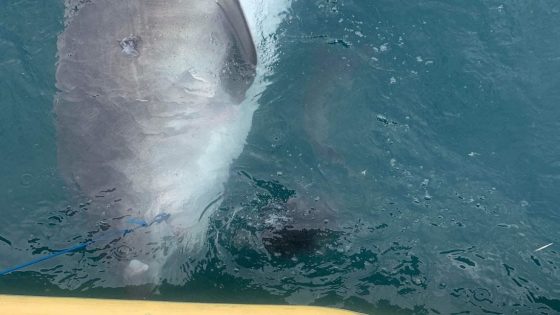 Tiger shark vomits entire spikey land creature in rare sighting: 'All its spine and legs' – MASHAHER