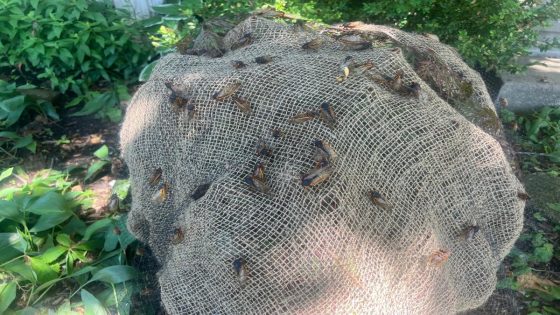 DNR receives reports of illegal cicada harvesting at Big Foot Beach State Park – MASHAHER