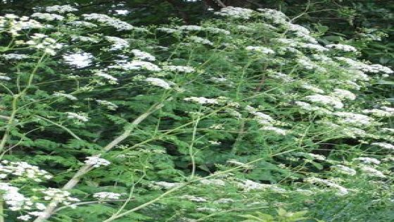 King County officials warning about spread of deadly poison hemlock – MASHAHER