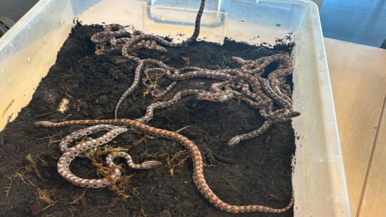 This rainbow boa hadn’t touched another snake in years. It gave birth to 14 babies. – MASHAHER