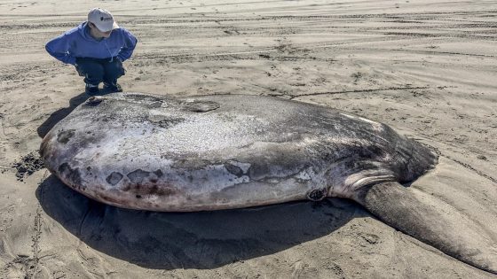 Rare 7-foot fish washed ashore on Oregon’s coast garners worldwide attention – MASHAHER