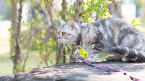 Man Shocked to Discover Rescue Cat Remembers Exactly Where He Was Picked Up as a Stray – MASHAHER