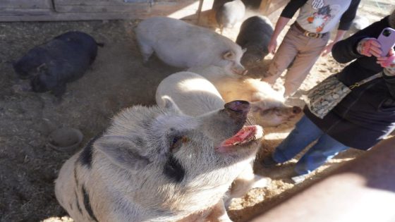 Pigapalooza: Adopt a pig during Asheville Humane Society’s pig party: What to know – MASHAHER