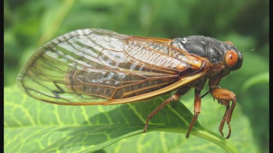 Chicago-area cicadas may soon be infected with STD that turns them into ‘zombies’ – MASHAHER