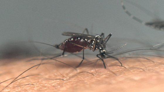 Mosquitoes With West Nile Virus Surround Las Vegas – MASHAHER