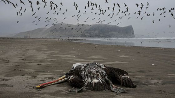 Bird flu is rampant in animals. Humans ignore it at our own peril – MASHAHER