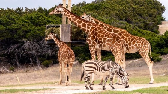 Giraffe picks up toddler during a family trip to Texas wildlife center – MASHAHER