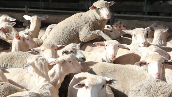 Live export Bill: Farmers demand Senate probe, label Lower House inquiry a ‘sham’ – MASHAHER