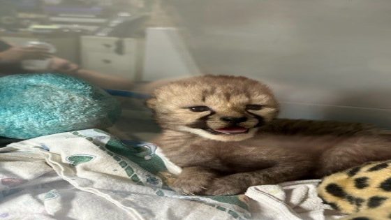 Cheetah cub ‘adopted’ by mother at Cincinnati Zoo, increasing his chances at survival – MASHAHER