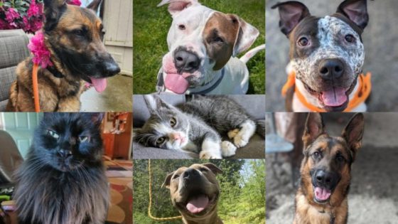 Multnomah Count Animal Services announces pet adoption sale as kennels reach capacity – MASHAHER