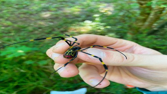 Joro spiders, giant, venomous flying arachnids, are here to stay, pest experts say – MASHAHER