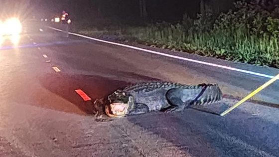 Giant alligator lunging at cars in NC road shooed away after firefighters take clever approach – MASHAHER