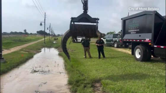 Alligator pulled from ditch with a grapple truck in Texas – MASHAHER