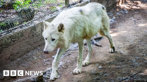 Jogger wounded by wolves at Thoiry park – MASHAHER