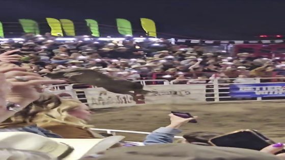 Rodeo bull hops fence at Oregon arena, injures 3 before being captured – MASHAHER