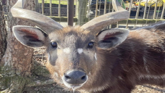 Tennessee Zoo Mourns Death of Antelope After He Choked on Banned Item Human Brought In – MASHAHER