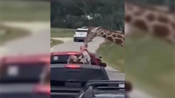 Giraffe hoists 2-year-old in the air at drive-thru wildlife park in Texas – MASHAHER