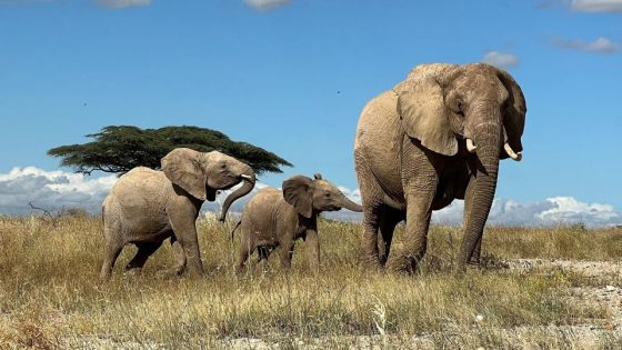 African elephants use names to call each other, study suggests – MASHAHER