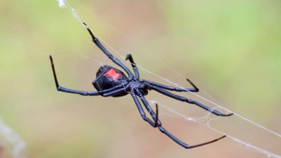 Black Widow spiders are rarely deadly and have a bad rap, with no deaths since 1983 – MASHAHER