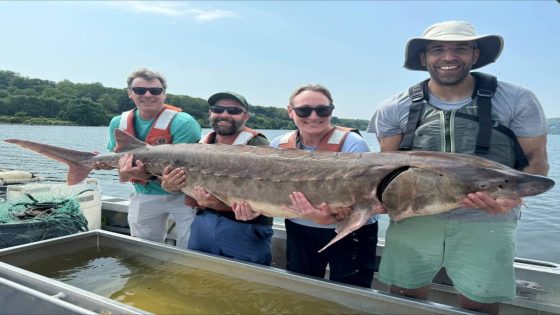 220-pound fish caught in Hudson River – MASHAHER