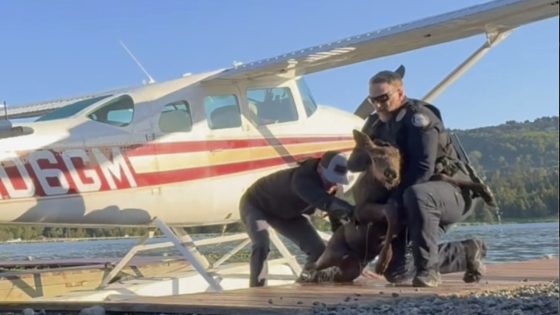 Alaska man, police officers rescue baby moose stuck in lake from ‘sure demise’ – MASHAHER