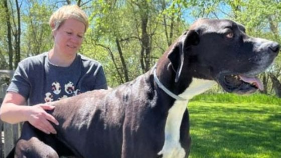 Kevin, world’s tallest dog who stood at 7 feet on his hind legs, dies just days after getting record – MASHAHER