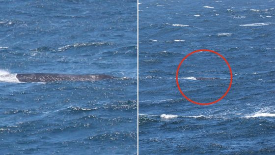 Critically endangered whale seen off California coast: ‘Every sighting is valuable’ – MASHAHER