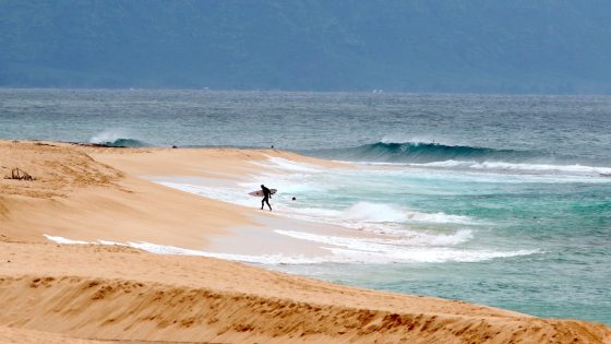 Hawaii lifeguard dies while surfing after shark attacks him – MASHAHER