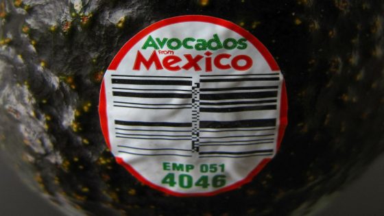 US suspends Mexico avocado, mango inspections over security concerns – MASHAHER