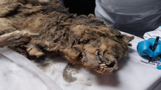 A frozen wolf discovered in Siberia turned out to be 44,000 years old. It’s so well-preserved that scientists are checking its gut for ancient viruses. – MASHAHER