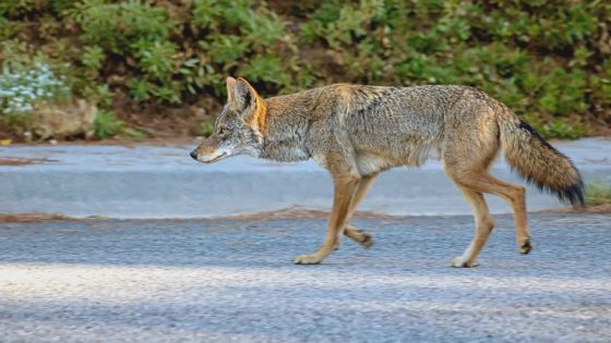 Southern California woman discovers coyote family living underneath her home – MASHAHER