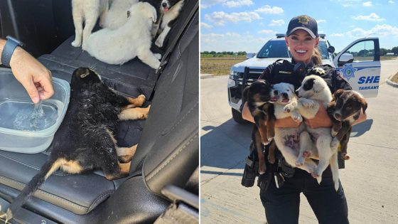 Eight puppies abandoned in sweltering Texas heat rescued by deputies – MASHAHER