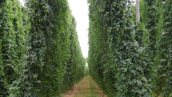 Falling beer demand, crushing glut putting a chill on Eastern WA hop crop – MASHAHER